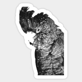 Black and White Cockatoo Sticker